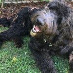 Black dog sitting on the grass.