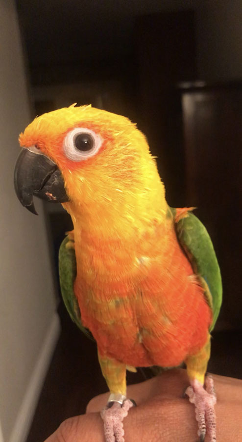 Yellow and orange Parrot.