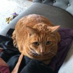 Big orange cat sitting on a pillow.
