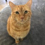 Little orange cat sitting on the couch.