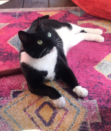 Black and white laying on the carpet.