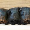 Three black guinea pigs on the floor.