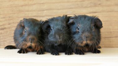 Three black guinea pigs on the floor.