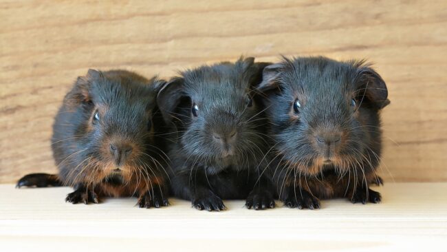 Three black guinea pigs on the floor.