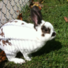 Bubba, a white and dark brown rabbit in the grass.