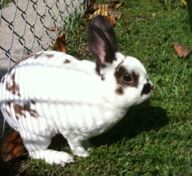 Bubba, a white and dark brown rabbit in the grass.