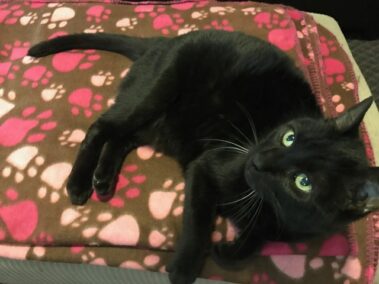 Coco a black cat laying on a blanket.