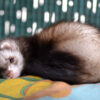 A cute ferret resting on a blanket.