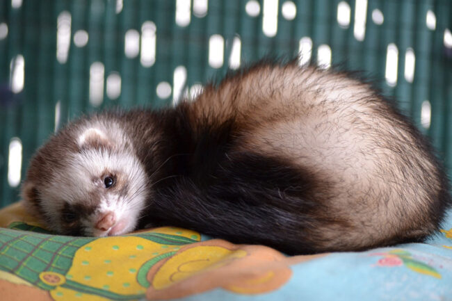 A cute ferret resting on a blanket.