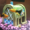 Freddie and Bob, two gold fish in their fish tank.