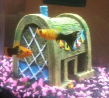 Freddie and Bob, two gold fish in their fish tank.