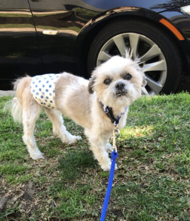 Jack the dog on a lease standing on the grass.