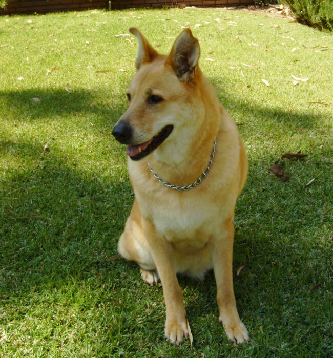 Madison a beautiful yellow and white dog.