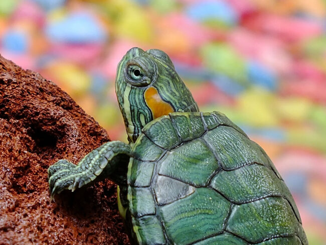 Little green turtle crawling on a rock.