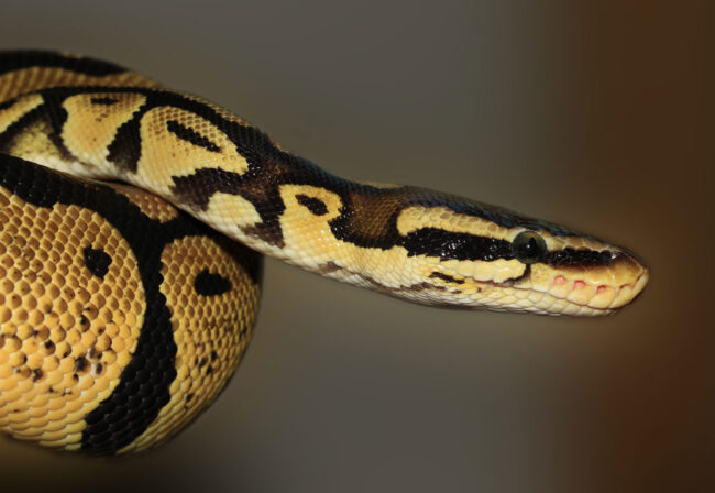 Brown snake on the floor.