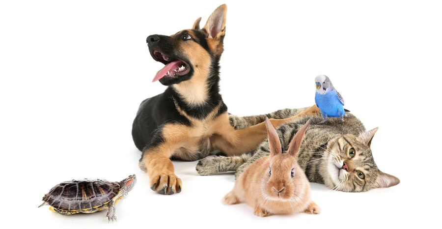 Group picture of a dog, rabbit, bird, cat, and turtle.