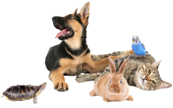 Group picture of a dog, rabbit, bird, cat, and turtle.