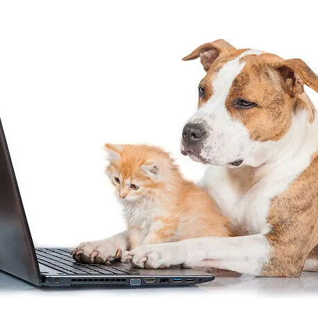 Dog holding a little kitten sitting in front of a laptop.