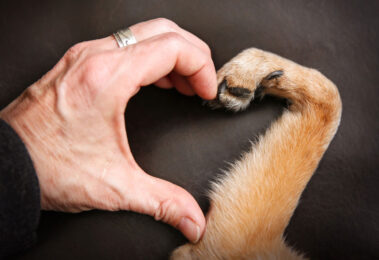 Human hand and dog paw making the shape of a heart.