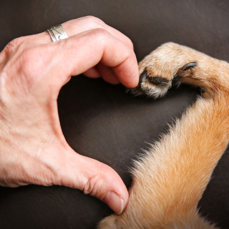 Human hand and dog paw making the shape of a heart.