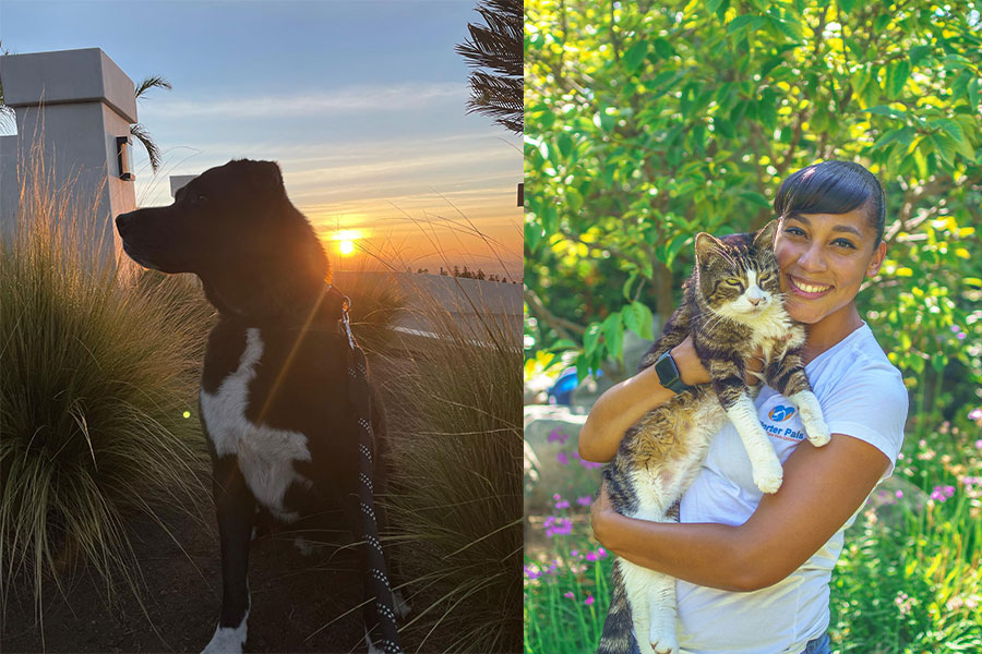 Carmel Mims holding a cat and a black with the sundown in the background.