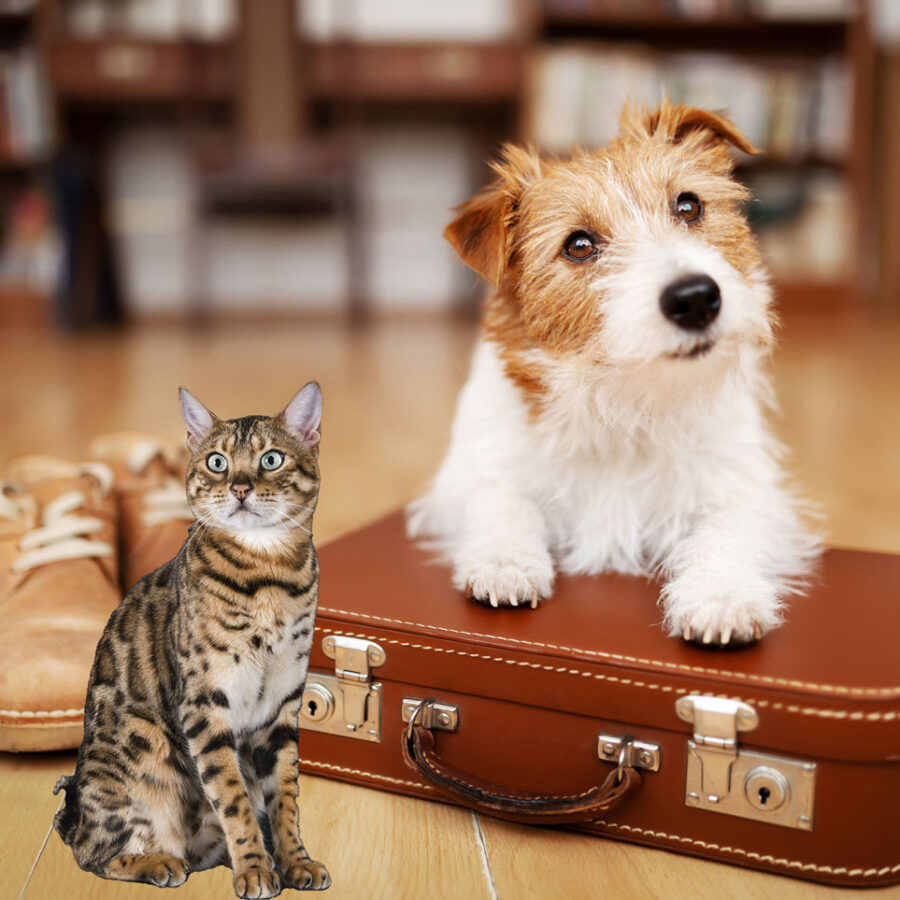 Dog sitting on a brown suitcase with a cat sitting in front.