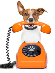 Jack Russel dog holding phone in mouth, for contact us concept.