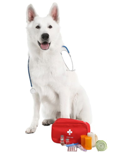 White German Shepherd sitting in front of a first kits for pet aid concept.