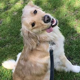Dog looking up into camera with lease on.