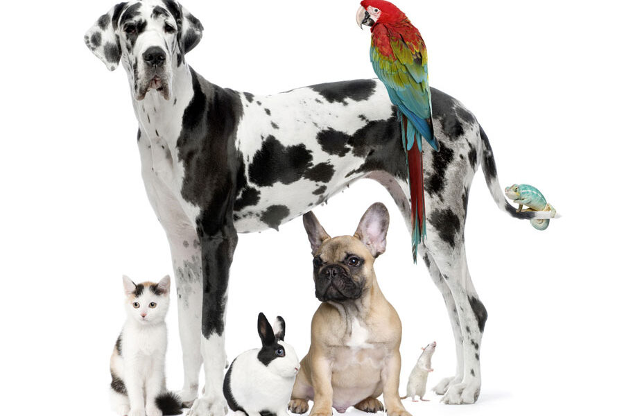 Big dog, parrot, little dog, rabbit, and cat in a group picture.