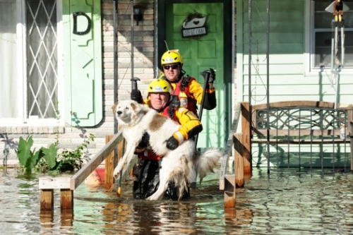 Fire Department rescuing a dog from a flooded house.