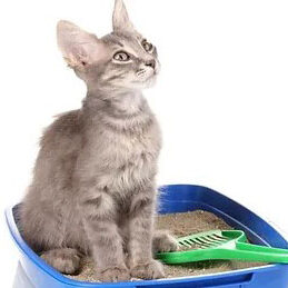 Small gray kitten sitting in litter cat box.