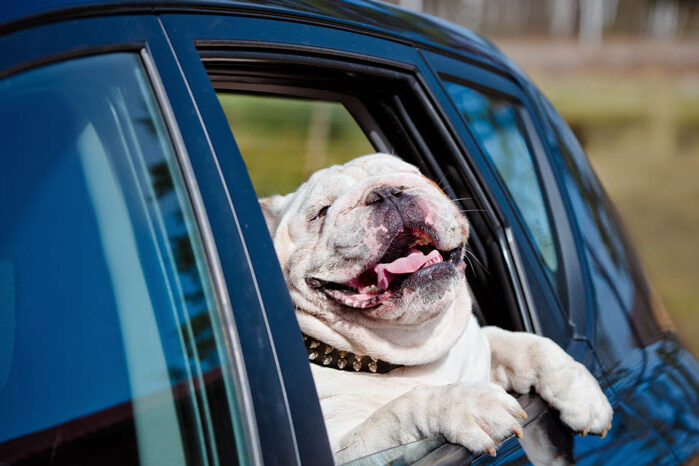 Happy English bulldog in a car window