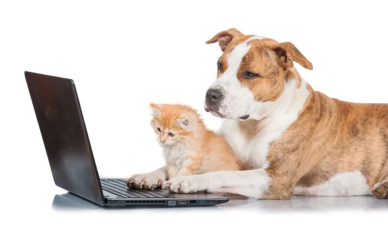 Dog with little kitten looking at laptop computer.