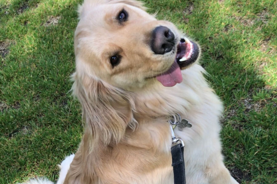Golden Retriever looking up into the camera