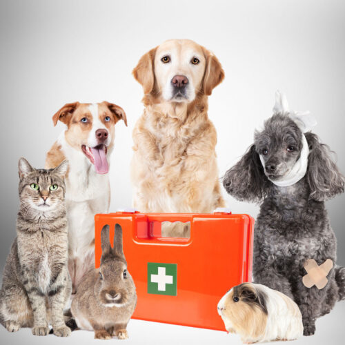 Three different dogs, a cat, rabbit, and guinea pip surrounding a first aid kit for Pet Disaster Preparedness.