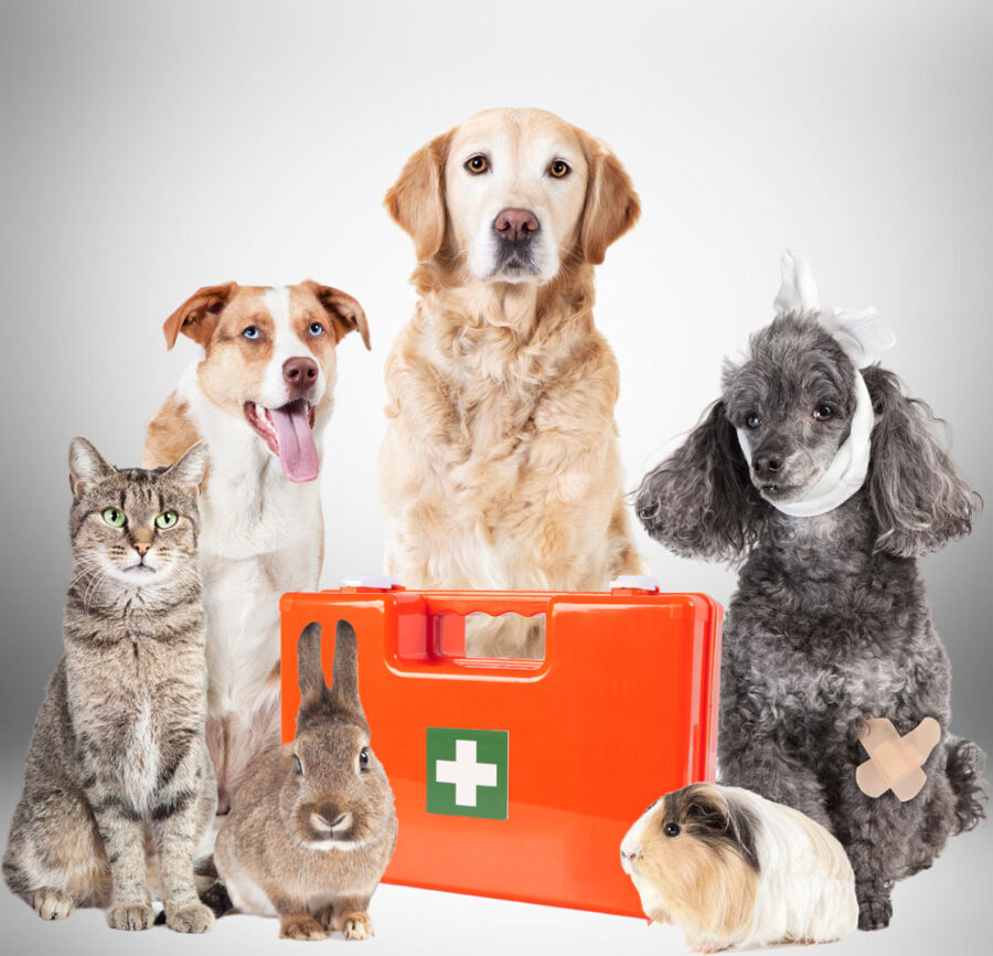 Three different dogs, a cat, rabbit, and guinea pip surrounding a first aid kit for Pet Disaster Preparedness.