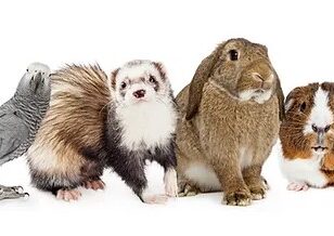 Bird, rabbit, guinea pig, and other small animals.