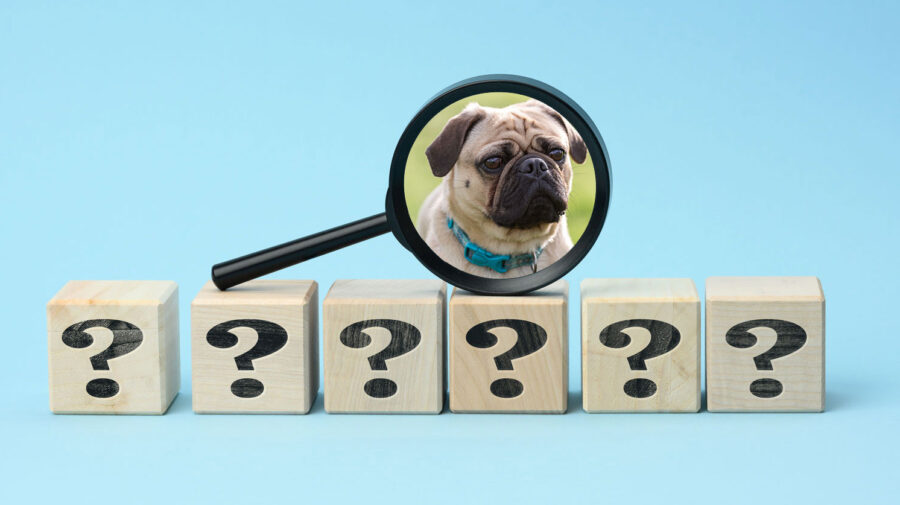 Pug dog inside magnifying glass on top of block question marks behind blue background. Concept for questions.